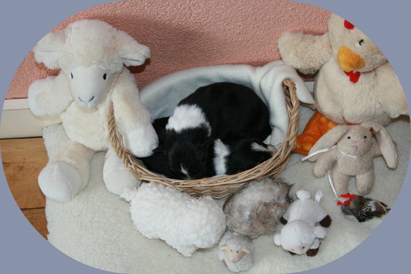 Onze paaspuppy's!
