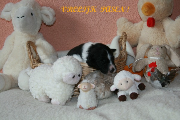 Vrolijk pasen allemaal!