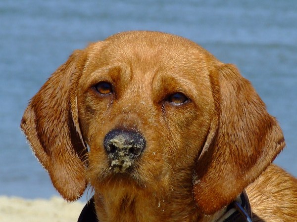 Basset Fauve de Bretagne