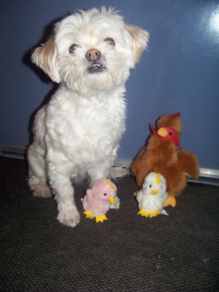 Sandy en het paas kip en kuikentjes