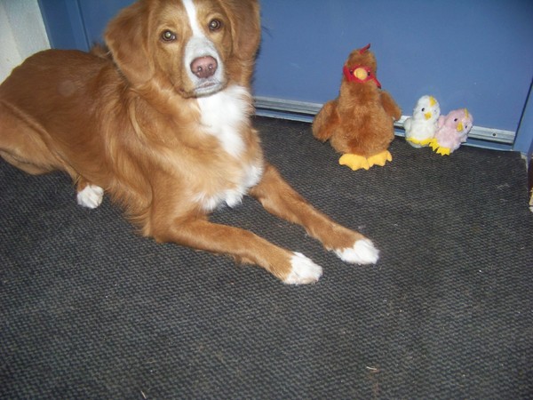 Diva en het paas kip en kuikentjes