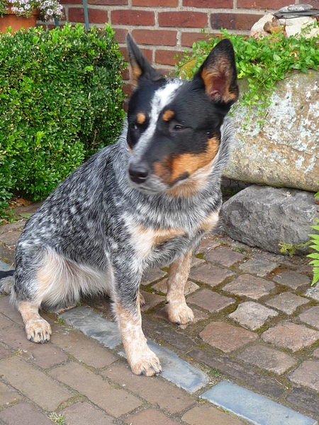 Australian Cattle Dog