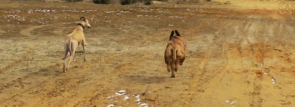 De paashaas is onderweg