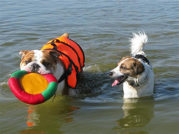 joepie spelen met de frisbee 
