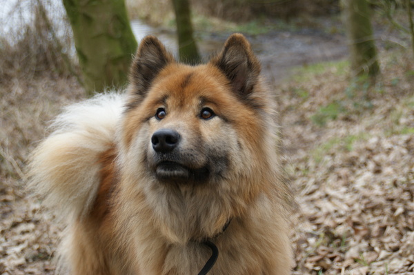 Eurasier