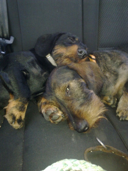 Dashond Standaard, ruwhaar