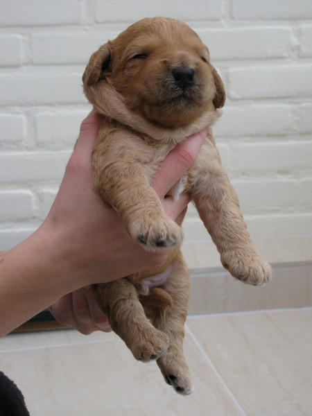 LuckylabradoodlesZeeland