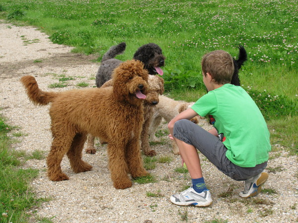 LuckylabradoodlesZeeland