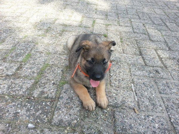 kruising duitse mechelse hollandse herder