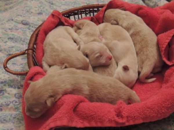 Du Jardin de Laponie