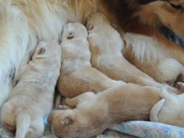 Du Jardin de Laponie