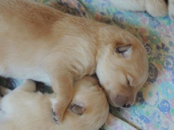 Du Jardin de Laponie