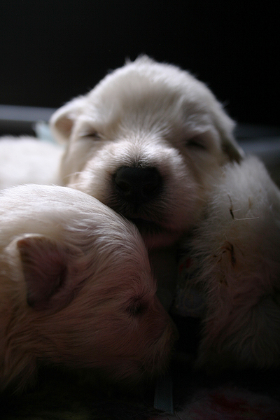 Dreamworks Witte Herders