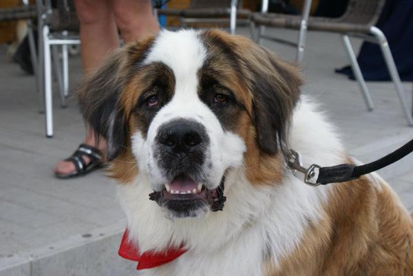 Sint Bernard, langhaar