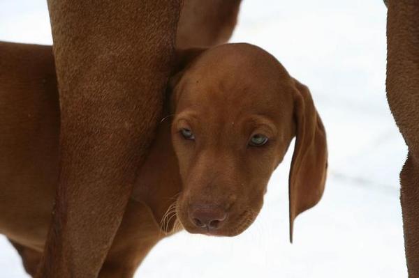 Taiko tussen de poten van Jara