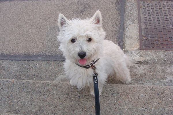 West Highland White Terrier