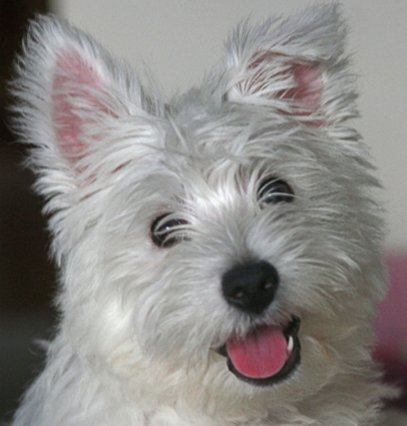 West Highland White Terrier