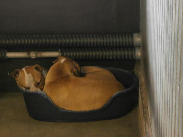 Asiel staffordjes Alex en Cindy!