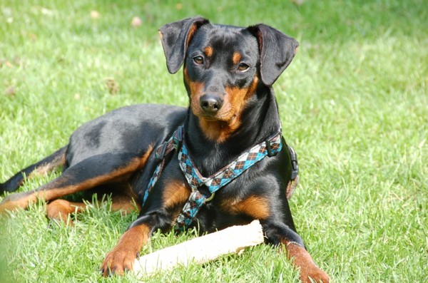 Duitse Pinscher