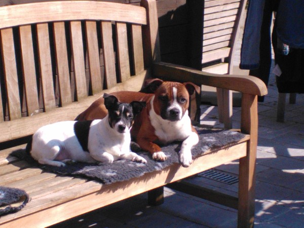 Staffordshire Bull Terrier