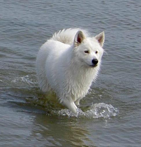 Brumma aan het pootje baden