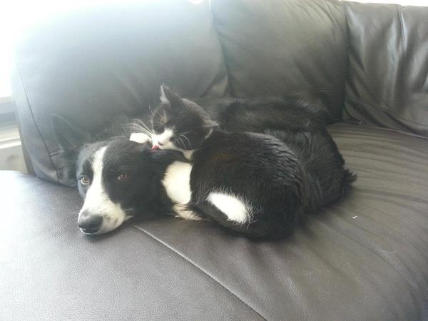 Knuffelen als kat en hond