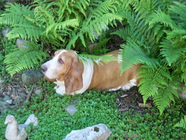 Basset Hound