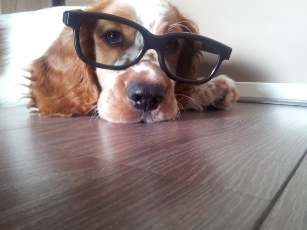 Welsh Springer Spaniel