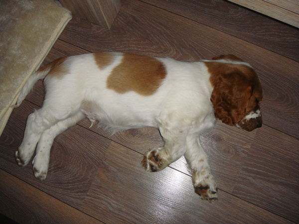 Welsh Springer Spaniel