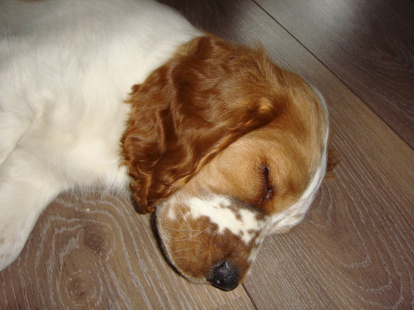 Welsh Springer Spaniel