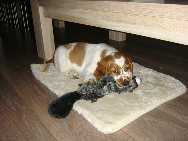 Welsh Springer Spaniel