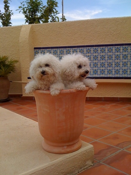 Bichon Frise