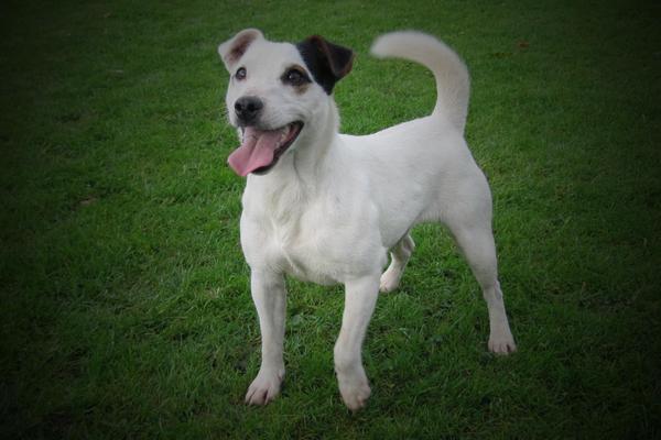 Parson Russell Terriers Sergeyssels