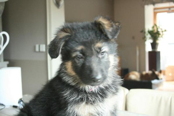 Oud Duitse Herdershond