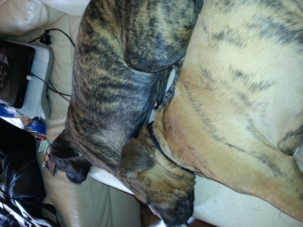 broer en zuster liefde