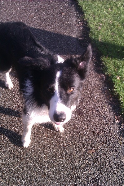 Border Collie
