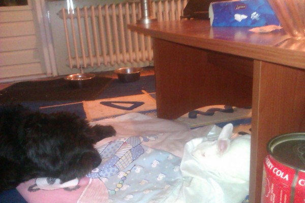 Nederlandse Schapendoes