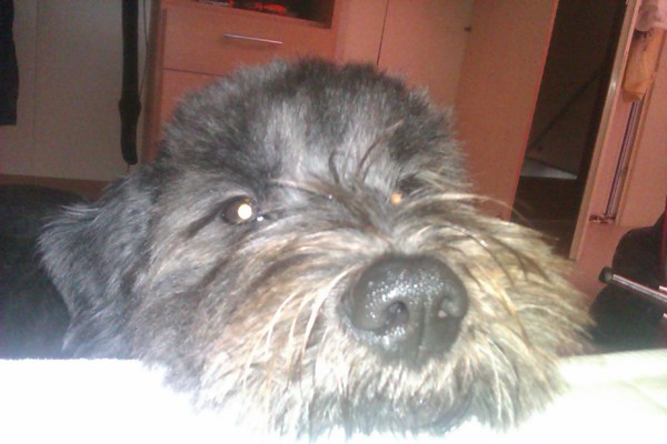 Nederlandse Schapendoes