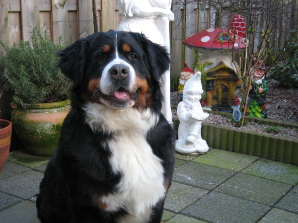 Berner Sennenhond
