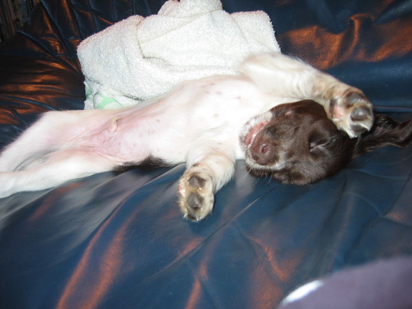 Arak net in zijn nieuwe huis