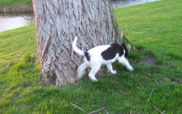 arak verkent de wereld