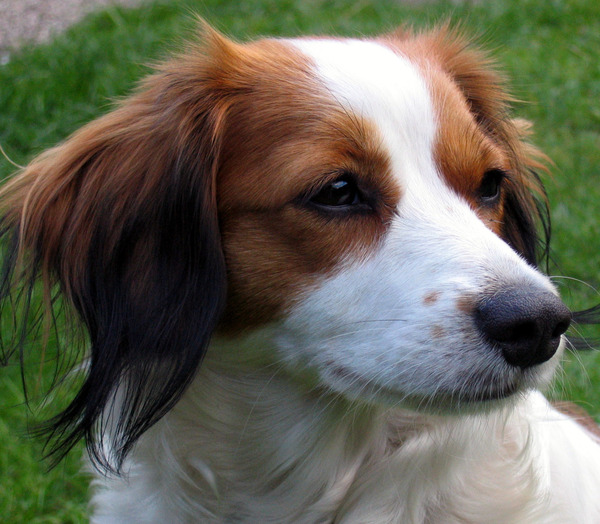 Kooikerhondje