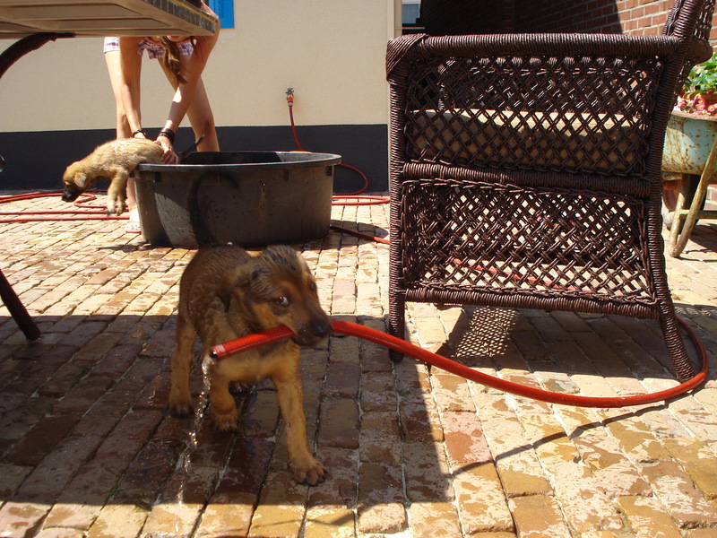 Ik ga iedereen nat spuiten!