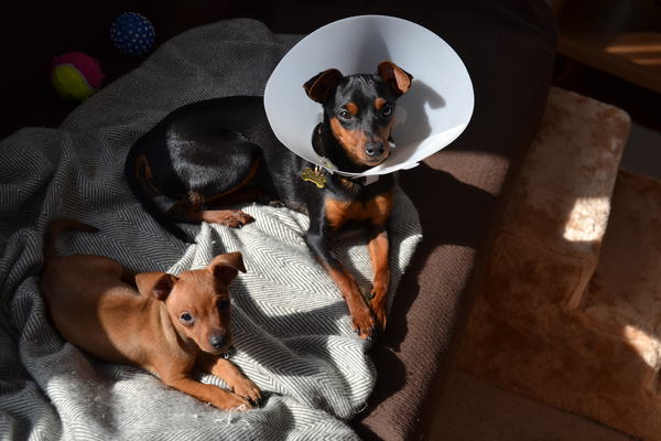 Chico en Louisa April 2013