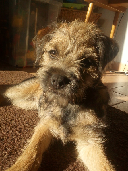 Border Terrier