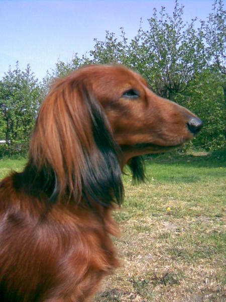 Dashond Standaard, langhaar