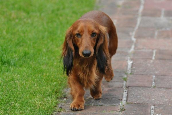 Dashond Standaard, langhaar