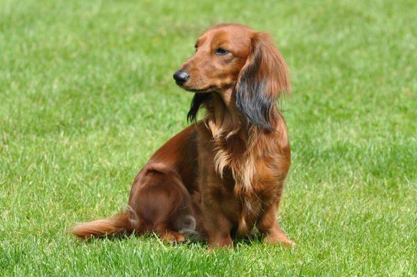 Dashond Standaard, langhaar