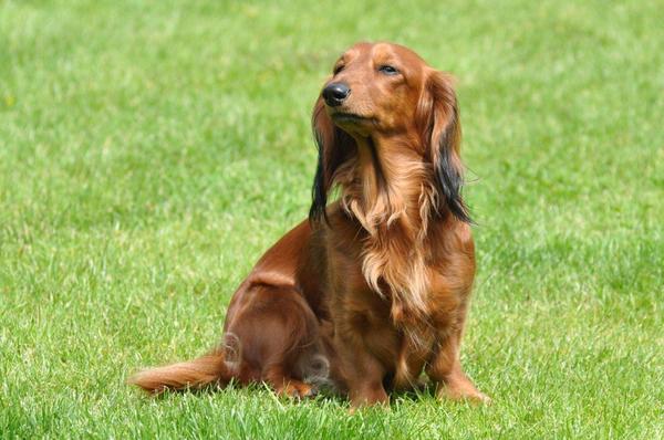 Dashond Standaard, langhaar