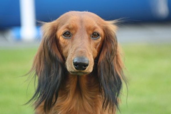 Dashond Standaard, langhaar